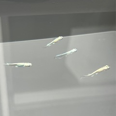 五式竜、宮桜など（稚魚）の画像