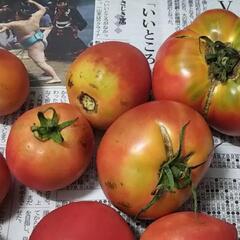 決まりました   トマト  差し上げますの画像