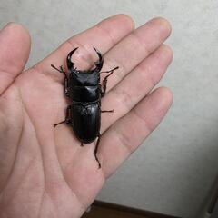 久留米オオクワガタペア♂53㍉♀43㍉の画像