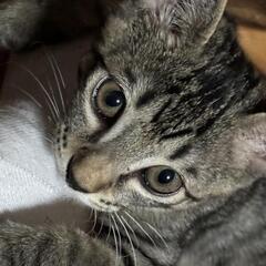 【里親さん募集】生後３ヶ月　キジトラくん - 猫