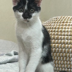 🐾わんこ顔のニャンコ🐾
