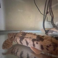 ポリプテルスの画像