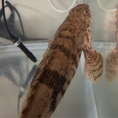 ポリプテルスの画像