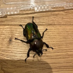 ニジイロクワガタ♀の画像