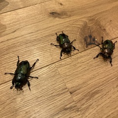 ニジイロクワガタ♀の画像
