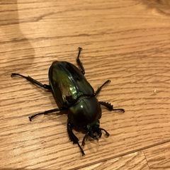 ニジイロクワガタ♀の画像