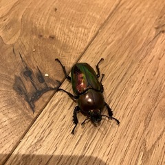 ニジイロクワガタ♀の画像