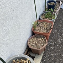 土 植木鉢の画像