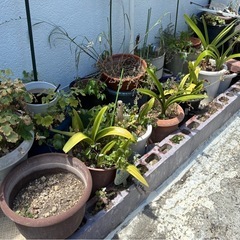 土 植木鉢の画像