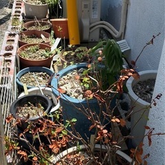 土 植木鉢の画像