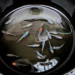 ベテルギウス めだか メダカの画像