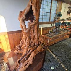 木の根　　オブジェ？？の画像
