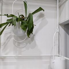 IKEA　CHILISTRÅN チリストローン　2個セットの画像
