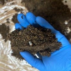カブトムシ（幼虫）の画像