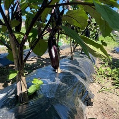 野菜の画像