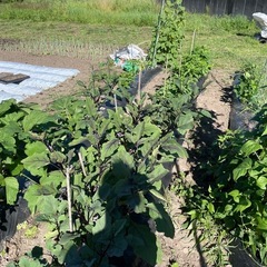 野菜の画像