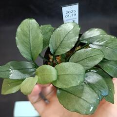 【水槽関連】アヌビアス　ジェイド⑥の画像