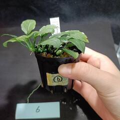【水槽関連】アヌビアス　ジェイド⑥の画像