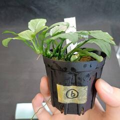【水槽関連】アヌビアス　ジェイド⑥の画像