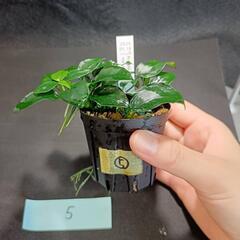 【水槽関連】アヌビアス　ペッチー⑤の画像
