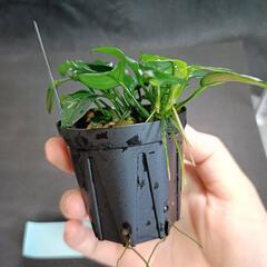 【水槽関連】アヌビアス　ペッチー⑤の画像
