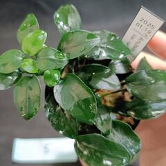 【水槽関連】アヌビアス　ペッチー⑤の画像