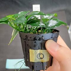 【水槽関連】アヌビアス　ペッチー⑤の画像