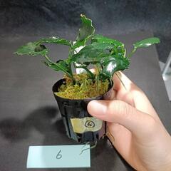【水槽関連】アヌビアス　キリン⑥の画像