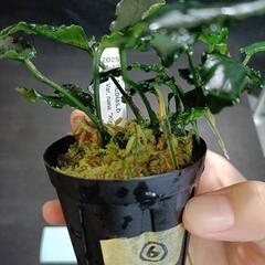 【水槽関連】アヌビアス　キリン⑥の画像