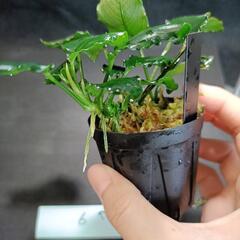 【水槽関連】アヌビアス　キリン⑥の画像