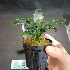 【水槽関連】アヌビアス　キリン⑥の画像