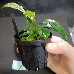 【水槽関連】アヌビアス　グラブラ⑤の画像