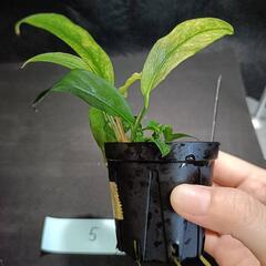 【水槽関連】アヌビアス　グラブラ⑤の画像