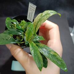 【水槽関連】アヌビアス　グラブラ⑤の画像