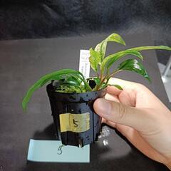 【水槽関連】アヌビアス　グラブラ⑤の画像