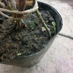 ●実ってるホウズキ（5本入ってます）●増やせます、●毎年出ます、画像の物、★お手数をおかけしますプロフィール必読ですの画像