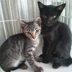 【保護猫】黒猫オリバー２ヶ月