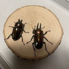 ニジイロクワガタ　ノーマル短歯ペアの画像