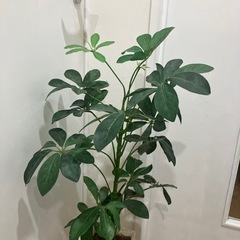【引き渡し者決定】フェイクグリーン人工観葉植物の画像