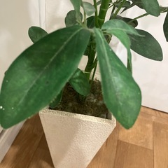 【引き渡し者決定】フェイクグリーン人工観葉植物の画像