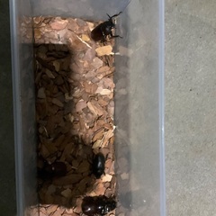 カブトムシ　国産　天然の画像