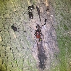 カブトムシ　国産　天然の画像