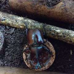 カブトムシ　一匹150円　八王子・西八王子の画像