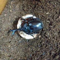 カブトムシ　一匹150円　八王子・西八王子の画像