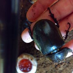 カブトムシ　一匹150円　八王子・西八王子の画像