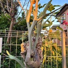 ビカクシダ　ビーチー  ベイチー　観葉植物の画像