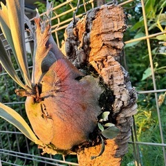 ビカクシダ　ビーチー  ベイチー　観葉植物の画像