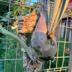 ビカクシダ　ビーチー  ベイチー　観葉植物の画像