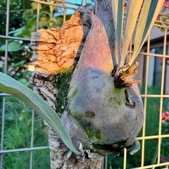 ビカクシダ　ビーチー  ベイチー　観葉植物の画像