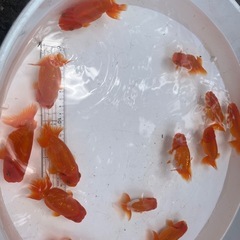 らんちゅう　二歳魚の画像